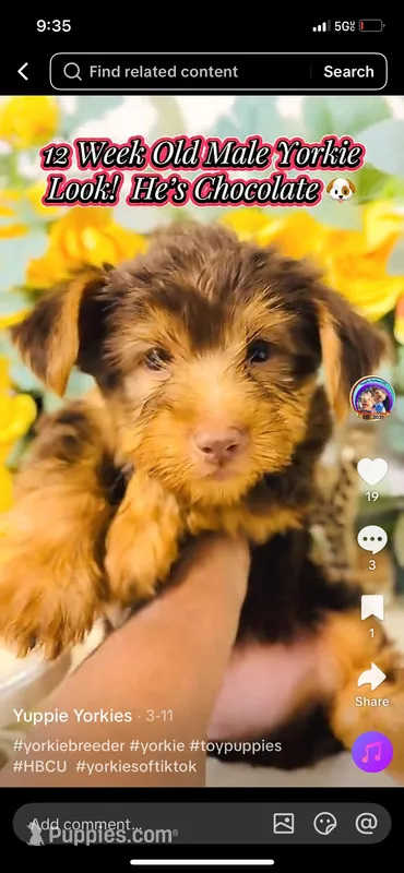 Bryson – Yorkshire Terrier puppy for sale in Atlanta, GA