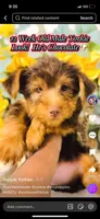 Bryson, a male Yorkshire Terrier for sale in Atlanta, GA – Photo 1 of 2