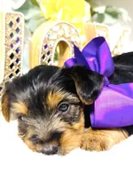 Snickers , a male Yorkshire Terrier for sale in Atlanta, GA – Photo 4 of 10