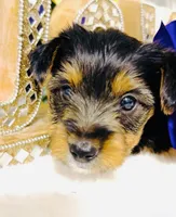 Snickers , a male Yorkshire Terrier for sale in Atlanta, GA – Photo 3 of 10