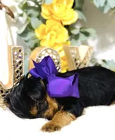 Snickers , a male Yorkshire Terrier for sale in Atlanta, GA – Photo 6 of 10
