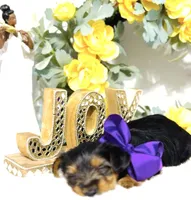 Snickers , a male Yorkshire Terrier for sale in Atlanta, GA – Photo 5 of 10