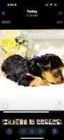 Snickers , a male Yorkshire Terrier for sale in Atlanta, GA – Photo 9 of 10
