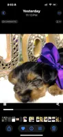 Snickers , a male Yorkshire Terrier for sale in Atlanta, GA – Photo 7 of 10