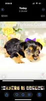 Snickers , a male Yorkshire Terrier for sale in Atlanta, GA – Photo 8 of 10