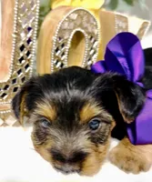 Snickers , a male Yorkshire Terrier for sale in Atlanta, GA – Photo 2 of 10