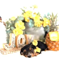 Snuggles, a male Yorkshire Terrier for sale in Atlanta, GA – Photo 6 of 10