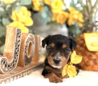 Snuggles, a male Yorkshire Terrier for sale in Atlanta, GA – Photo 2 of 10