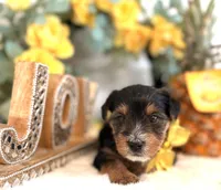 Snuggles, a male Yorkshire Terrier for sale in Atlanta, GA – Photo 5 of 10