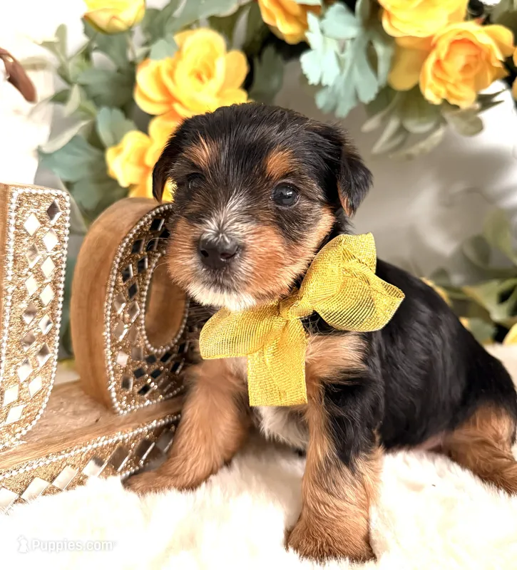 Snuggles – Yorkshire Terrier puppy for sale in Atlanta, GA