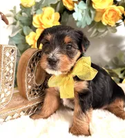 Snuggles, a male Yorkshire Terrier for sale in Atlanta, GA – Photo 1 of 10