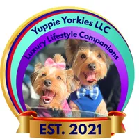 Snuggles, a male Yorkshire Terrier for sale in Atlanta, GA – Photo 9 of 10