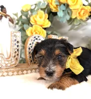 Snuggles, a male Yorkshire Terrier for sale in Atlanta, GA – Photo 3 of 10