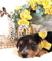 Snuggles, a male Yorkshire Terrier for sale in Atlanta, GA – Photo 4 of 10