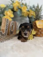 Snuggles, a male Yorkshire Terrier for sale in Atlanta, GA – Photo 8 of 10