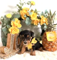 Snuggles, a male Yorkshire Terrier for sale in Atlanta, GA – Photo 7 of 10