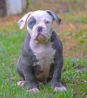Spot, a male American Bulldog for sale in Steubenville, OH – 4 of 5