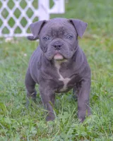 Izzy, a female American Bulldog for sale in Steubenville, OH – 1 of 8