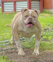Oakley, a female American Bulldog for sale in Steubenville, OH – Photo 2 of 2