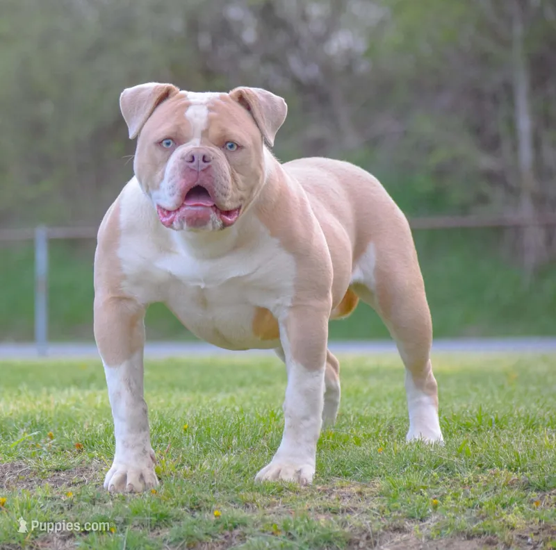 Oakley – American Bulldog puppy for sale in Steubenville, OH