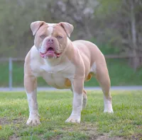 Oakley, a female American Bulldog for sale in Steubenville, OH – Photo 1 of 2