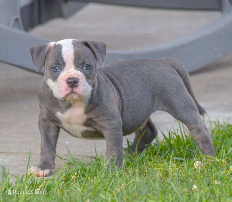 Crash – American Bulldog puppy for sale in Steubenville, OH