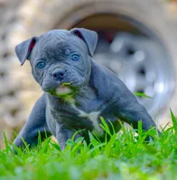Izzy, a female American Bulldog for sale in Steubenville, OH – 2 of 8