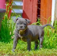 Izzy, a female American Bulldog for sale in Steubenville, OH – 3 of 8