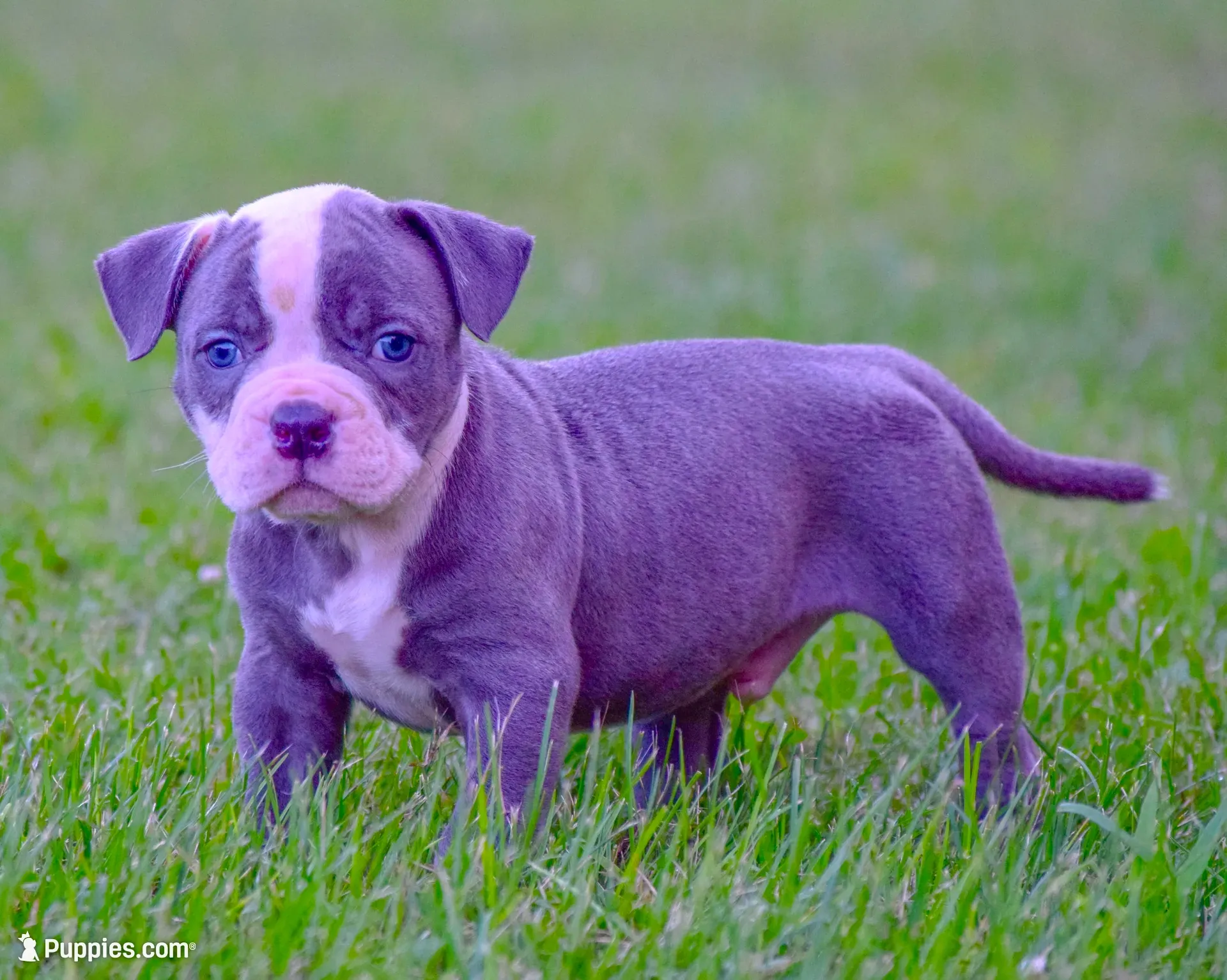 Crash, a male American Bulldog for sale in Steubenville, OH – 4 of 4