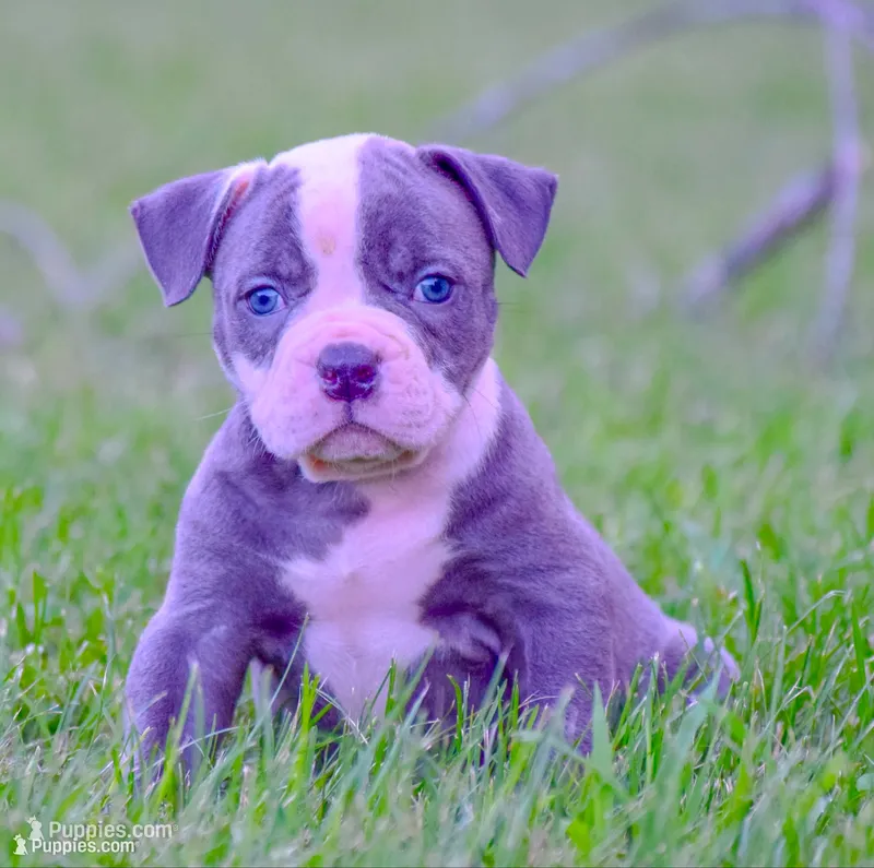 Crash – American Bulldog puppy for sale in Steubenville, OH