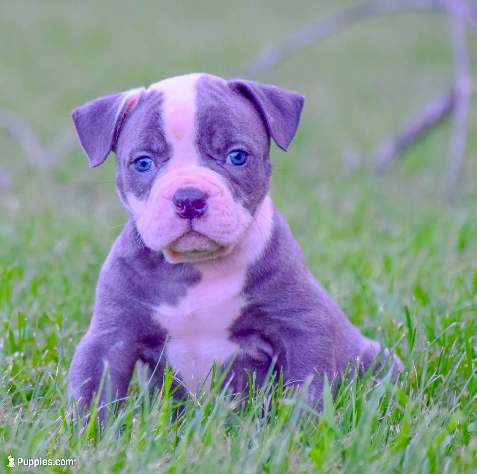 Crash, a male American Bulldog for sale in Steubenville, OH – 1 of 4