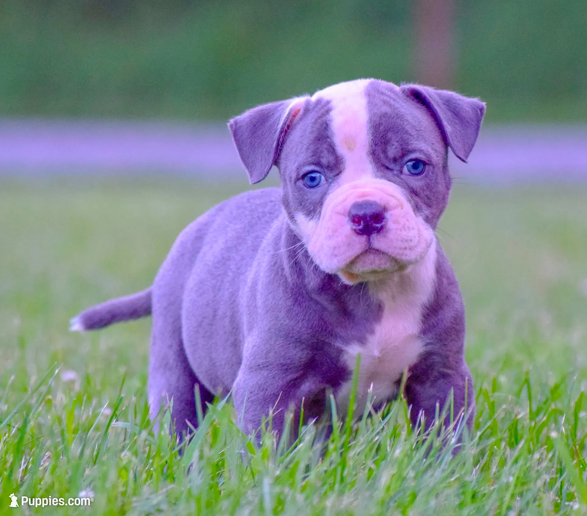 Crash, a male American Bulldog for sale in Steubenville, OH – 2 of 4