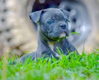 Izzy, a female American Bulldog for sale in Steubenville, OH – 4 of 8