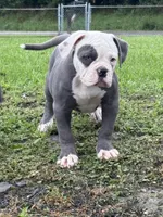 Spot, a male American Bulldog for sale in Steubenville, OH – 5 of 5