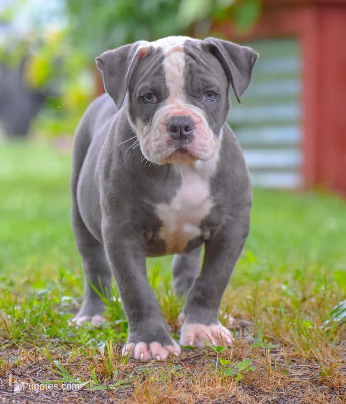 Crash – American Bulldog puppy for sale in Steubenville, OH
