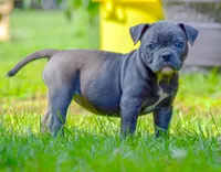Izzy, a female American Bulldog for sale in Steubenville, OH – 5 of 8