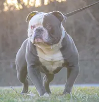 Izzy, a female American Bulldog for sale in Steubenville, OH – 7 of 8