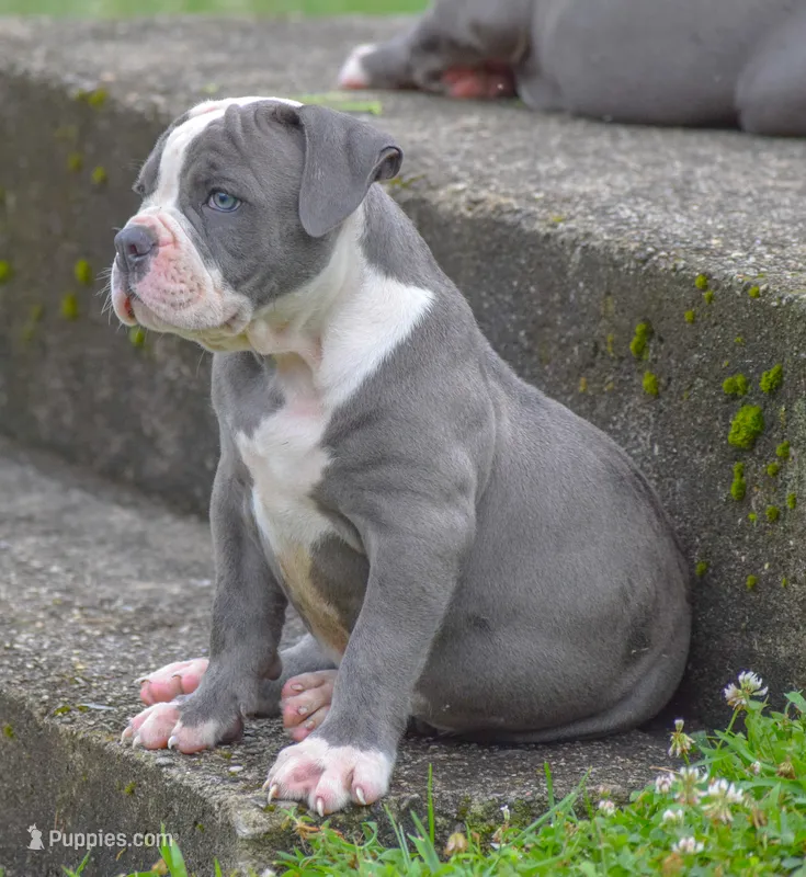 Crash – American Bulldog puppy for sale in Steubenville, OH
