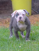 Spot, a male American Bulldog for sale in Steubenville, OH – 2 of 5