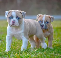Rex, a male American Bulldog for sale in Steubenville, OH – Photo 3 of 5