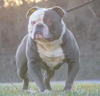 Rex, a male American Bulldog for sale in Steubenville, OH – Photo 5 of 5