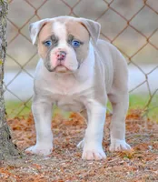 Rex, a male American Bulldog for sale in Steubenville, OH – Photo 1 of 5