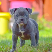 Izzy, a female American Bulldog for sale in Steubenville, OH – 6 of 8