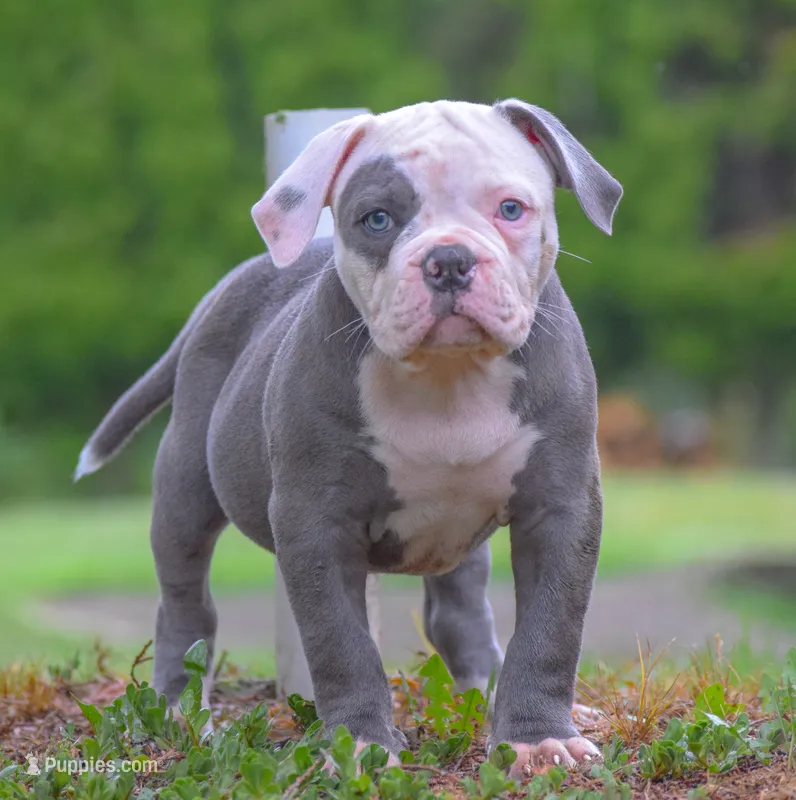 Spot – American Bulldog puppy for sale in Steubenville, OH