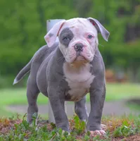 Spot, a male American Bulldog for sale in Steubenville, OH – 1 of 5