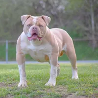 Tesla- FREE SHIPPING , a female American Bulldog for sale in Steubenville, OH – Photo 3 of 4