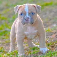 Tesla- FREE SHIPPING , a female American Bulldog for sale in Steubenville, OH – Photo 1 of 4