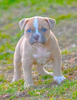 Tesla, a female American Bulldog for sale in Steubenville, OH – Photo 1 of 4