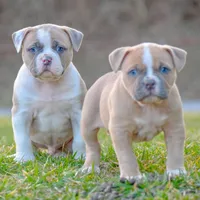 Tesla- FREE SHIPPING , a female American Bulldog for sale in Steubenville, OH – Photo 2 of 4
