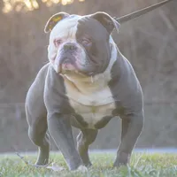 Tesla- FREE SHIPPING , a female American Bulldog for sale in Steubenville, OH – Photo 4 of 4